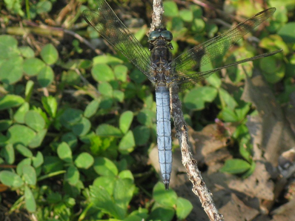 Orthetrum coerulescens? S !