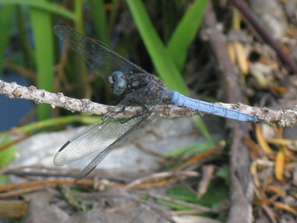 Orthetrum coerulescens? S !