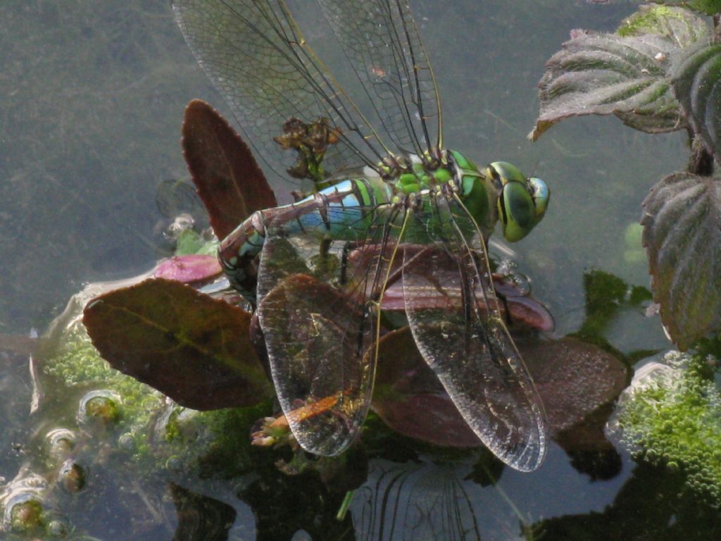 Anax imperator? S !