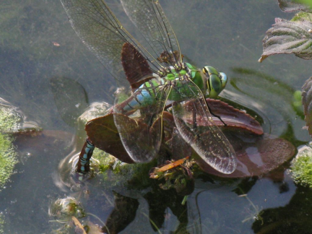 Anax imperator? S !