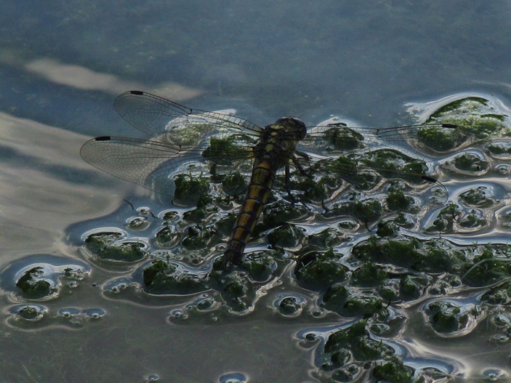 Aeshna grandis? No, Orthetrum cancellatum, femmina