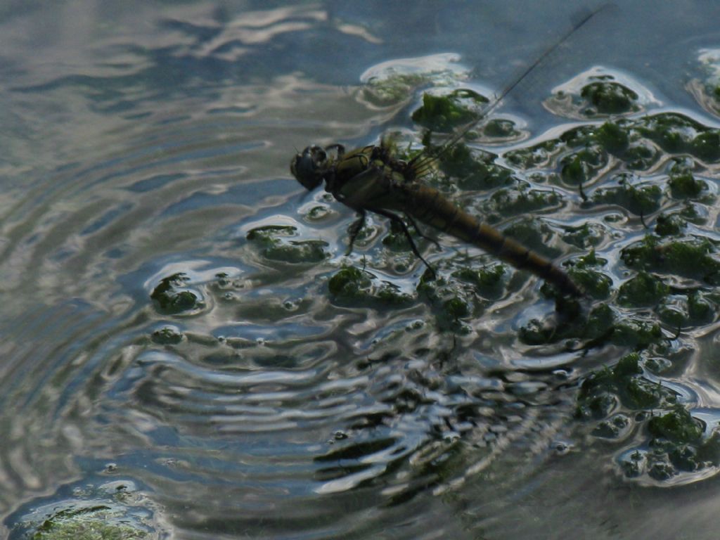 Aeshna grandis? No, Orthetrum cancellatum, femmina