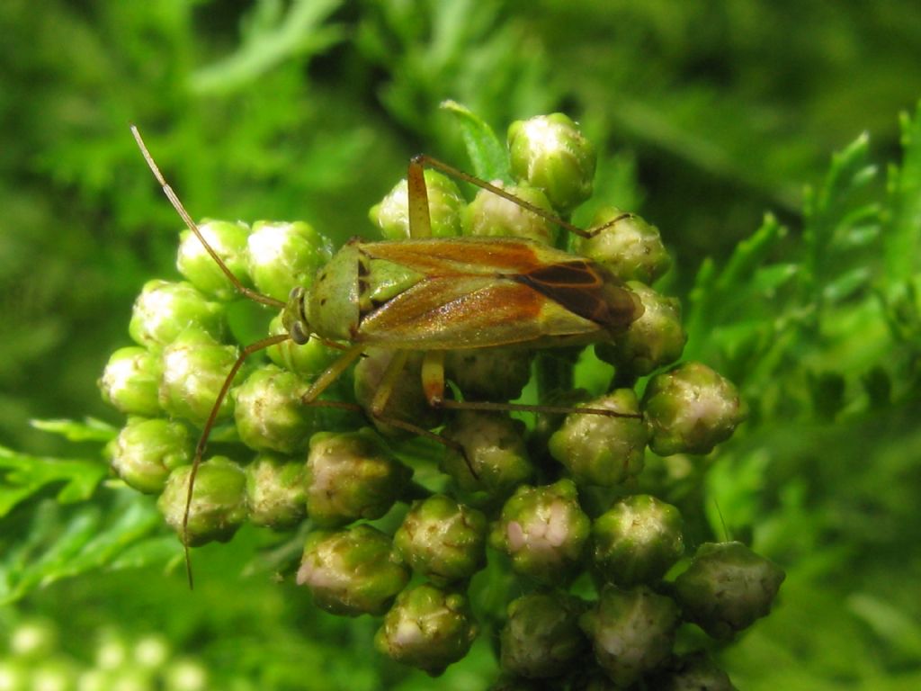 Miidae:  Adelphocoris...? No, Closterotomus norvegicus