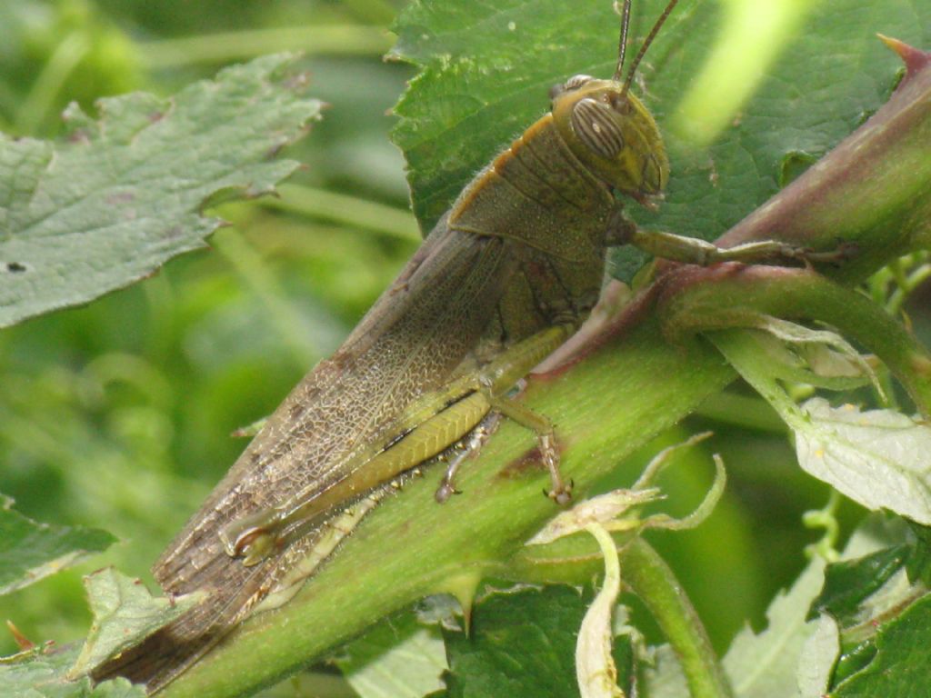 Anacridium aegyptium giovane? No, adulto