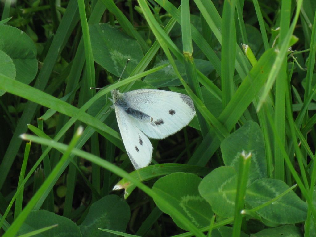 Pieris rapae femmina?