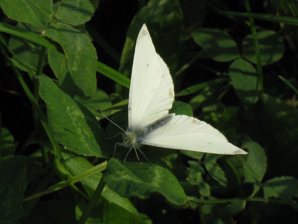 Pieris napi maschio?