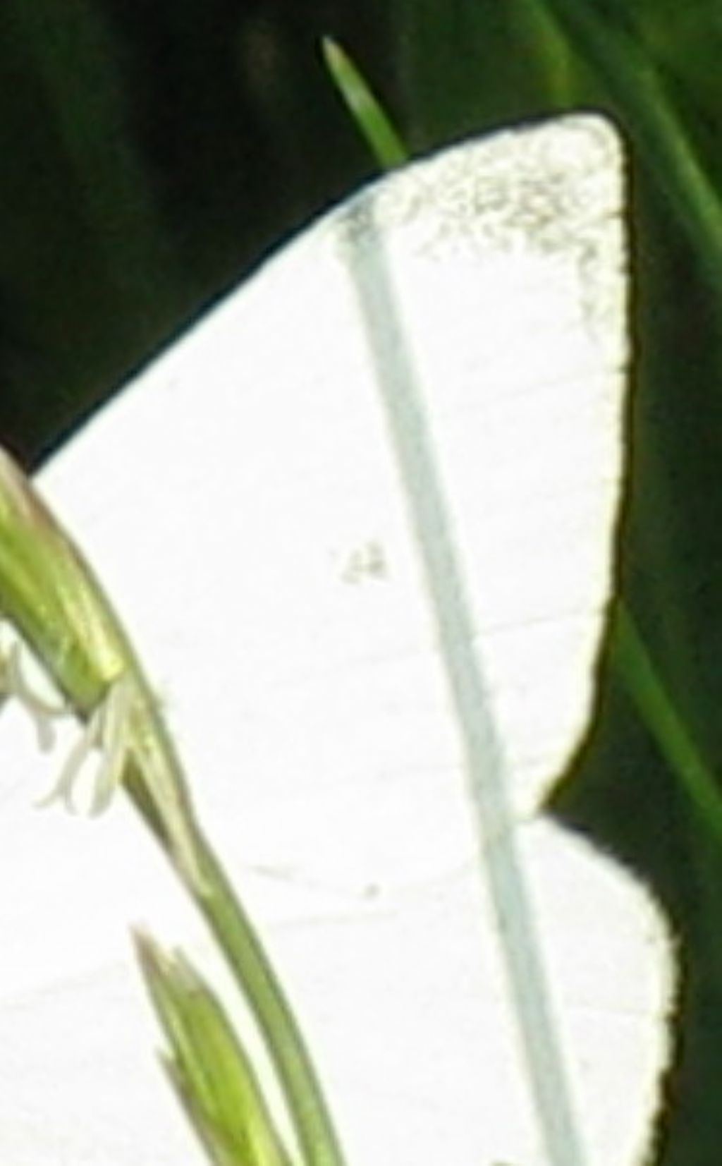 Pieris napi maschio?