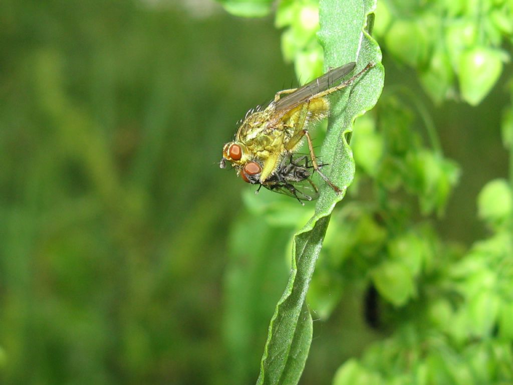 Scathopagidae: Scathophaga stercoraria