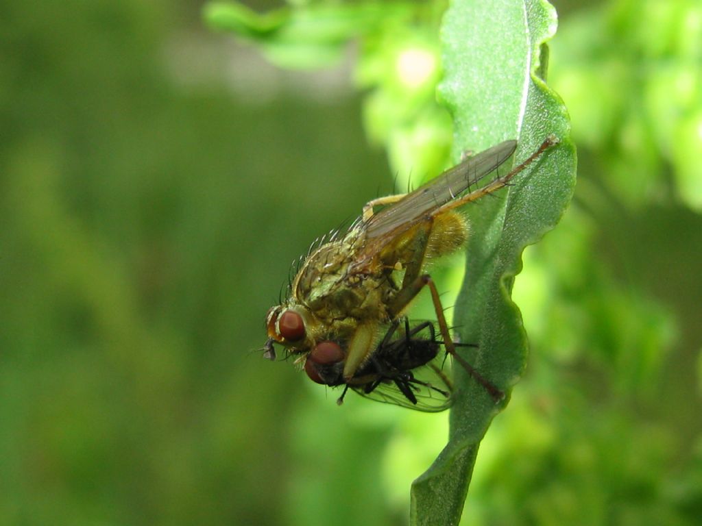 Scathopagidae: Scathophaga stercoraria