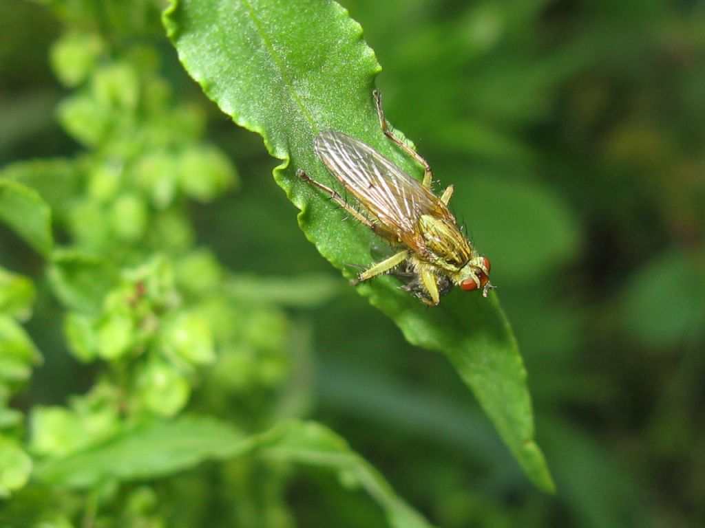 Scathopagidae: Scathophaga stercoraria