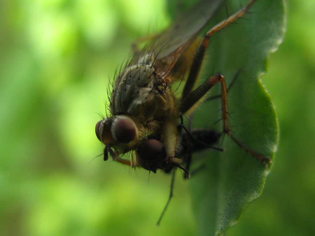 Scathopagidae: Scathophaga stercoraria