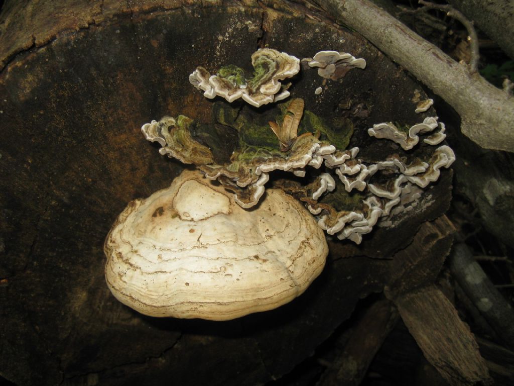 Fomes fomentarius e Tremetes versicolor?