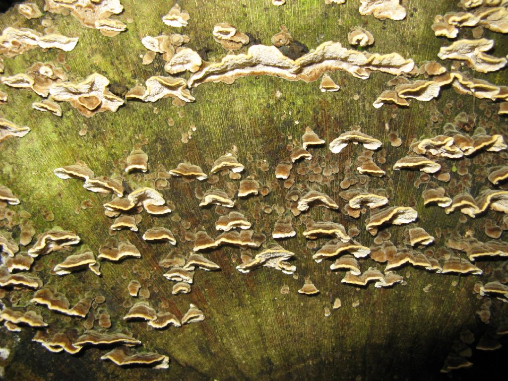 Fomes fomentarius e Tremetes versicolor?