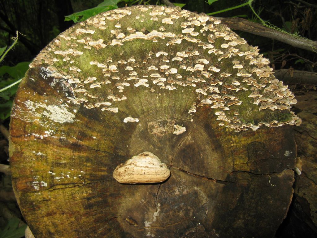 Fomes fomentarius e Tremetes versicolor?