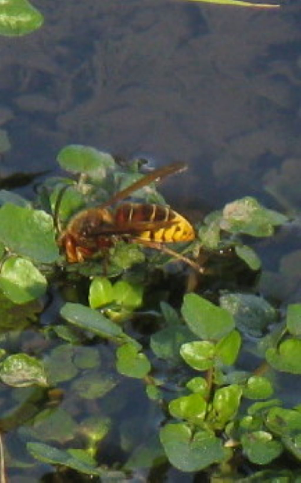 Vespa crabro? S, maschio