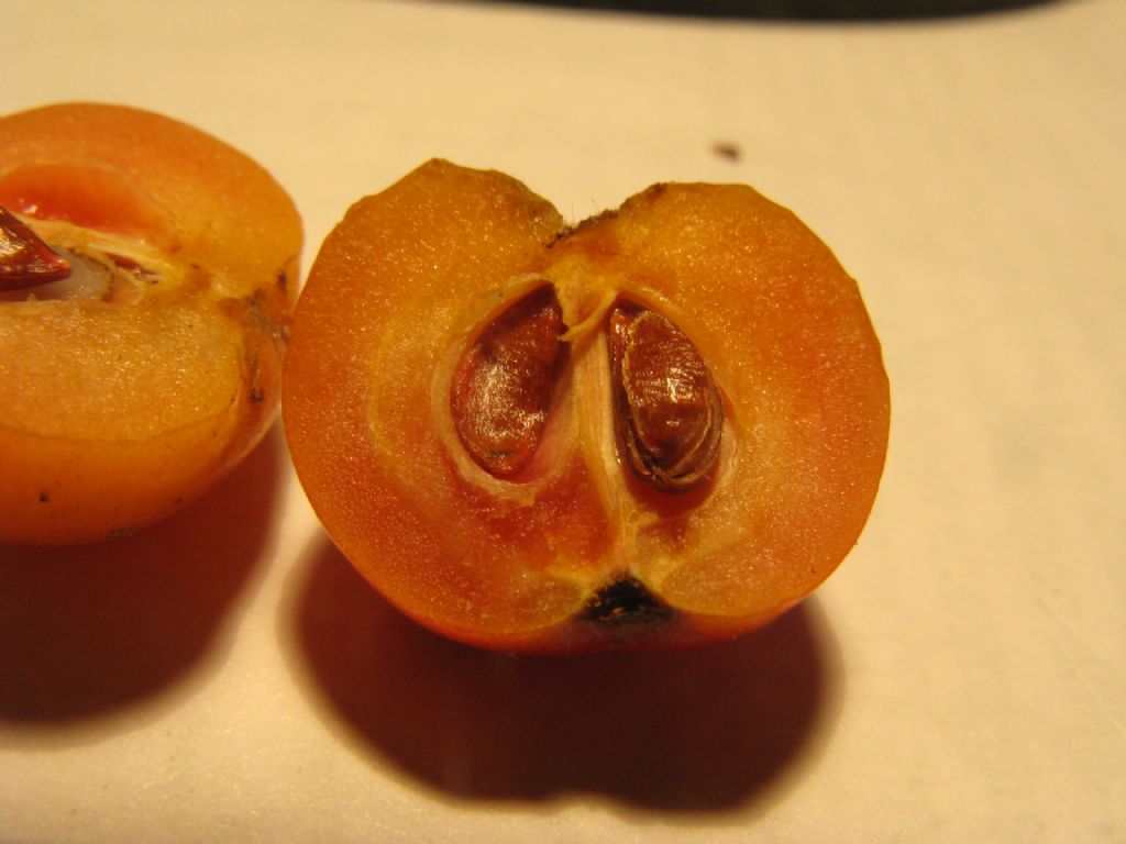 Melo selvatico a frutti rossi?  S, ibrido cv di Malus sp.