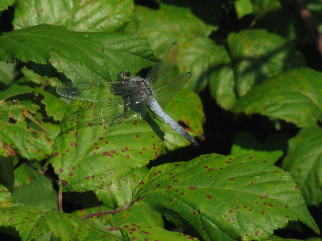 Orthetrum brunneum? no, O. cancellatum