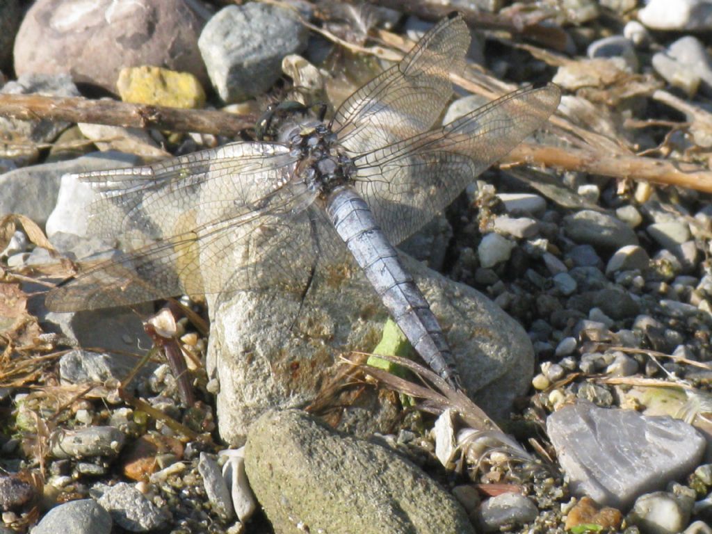 Orthetrum brunneum? no, O. cancellatum