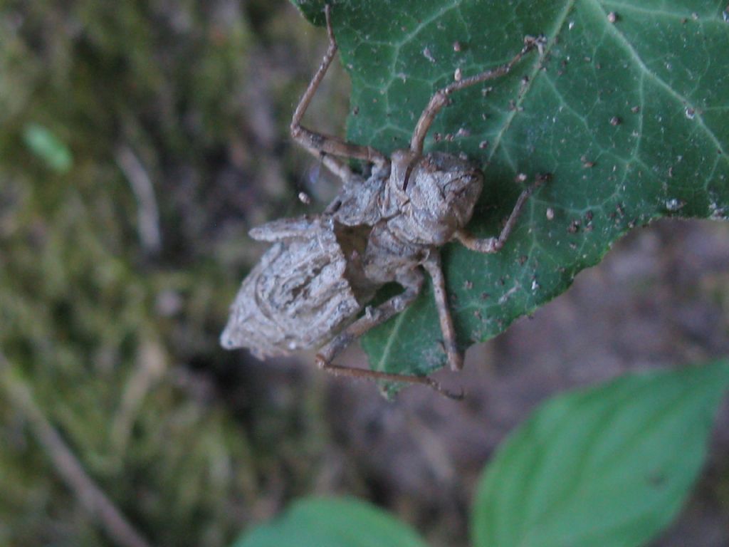 Exuvia di... Somatochlora metallica