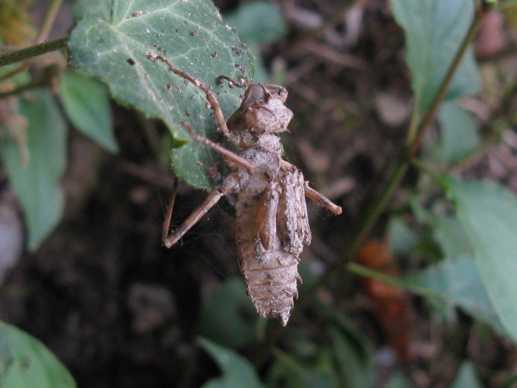 Exuvia di... Somatochlora metallica