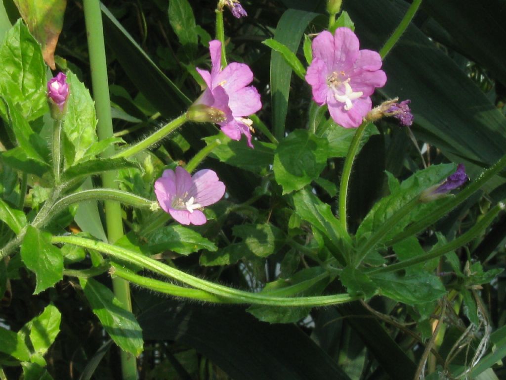 Epilobium hirsutum (Onagraceae)