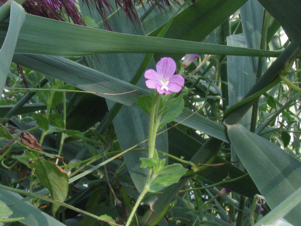 Epilobium hirsutum (Onagraceae)