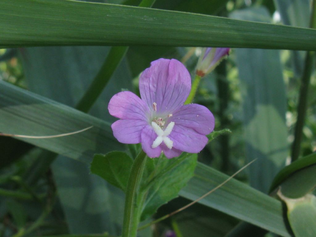 Epilobium hirsutum (Onagraceae)