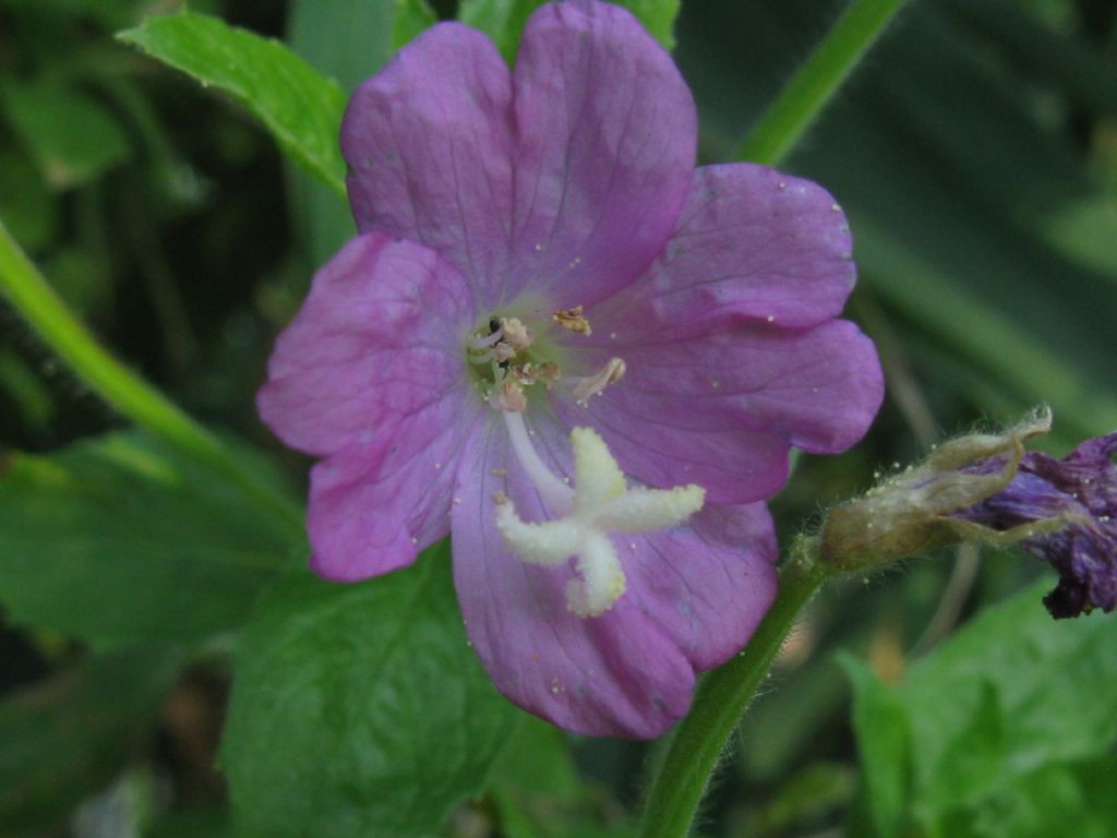 Epilobium hirsutum (Onagraceae)