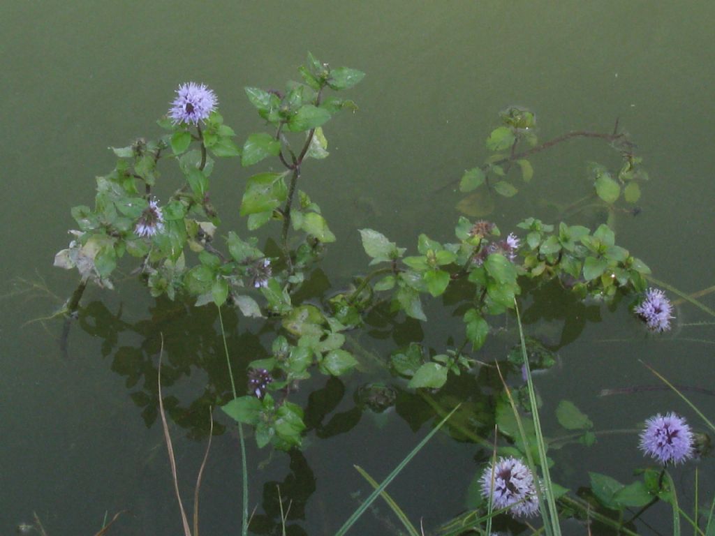 Mentha aquatica / Menta acquatica