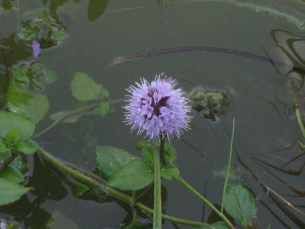 Mentha aquatica / Menta acquatica