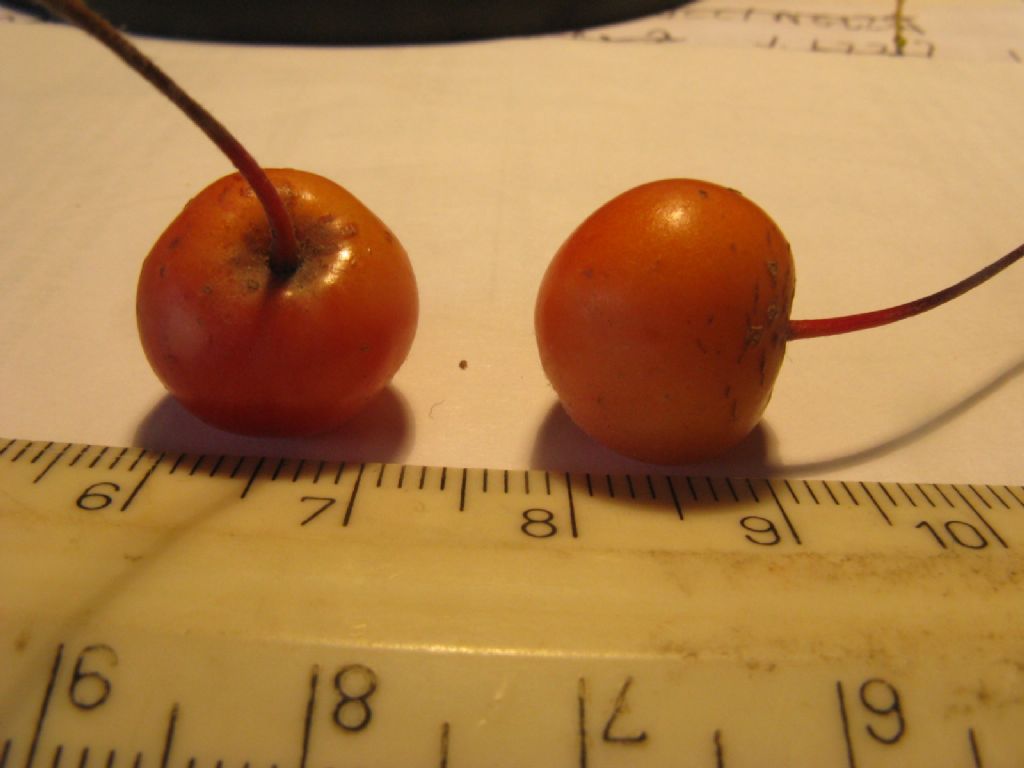Melo selvatico a frutti rossi?  S, ibrido cv di Malus sp.