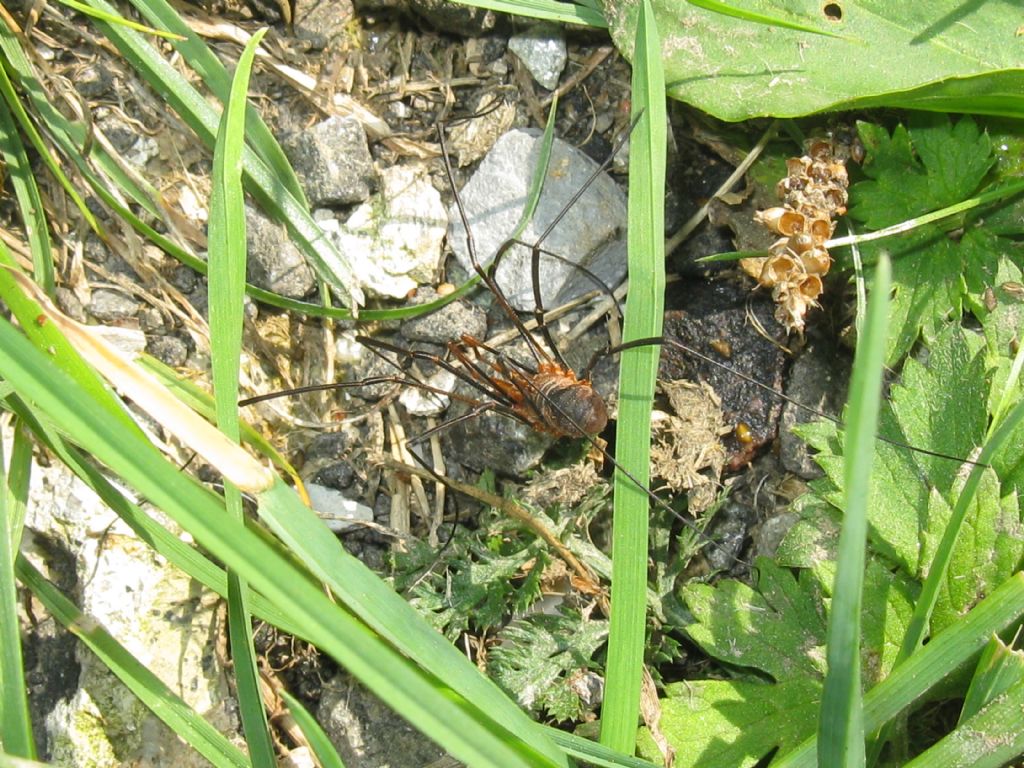 Phalangium opilio - Phalangiidae