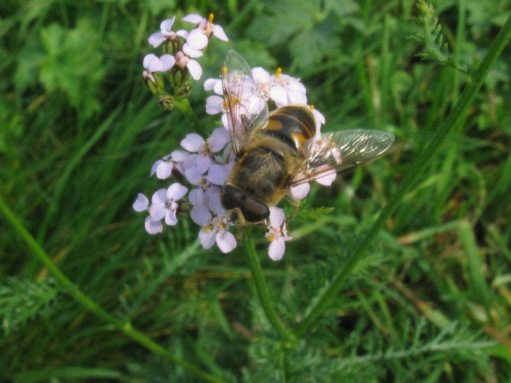 Eristalis tenax?