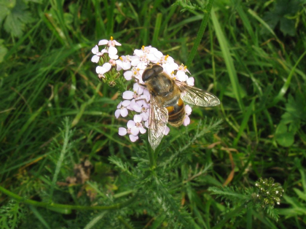 Eristalis tenax?