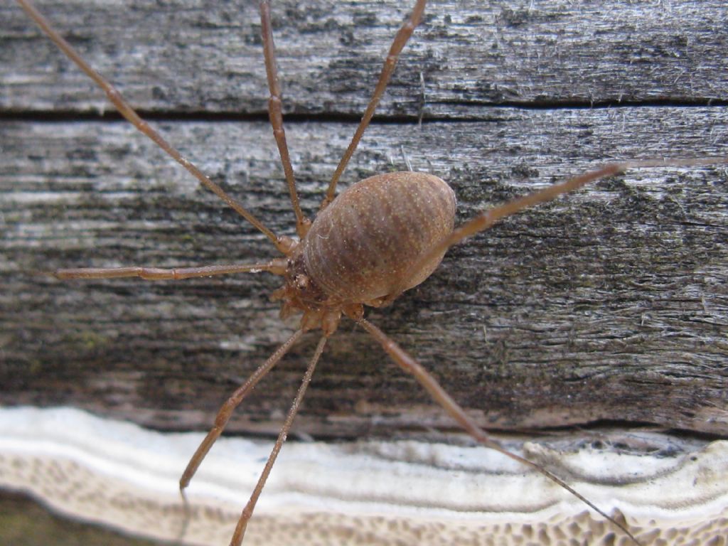 Rilaena triangularis - Phalangiidae