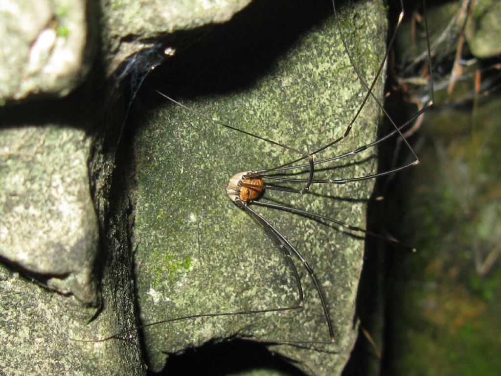 Leiobunum limbatum - Sclerosomatidae