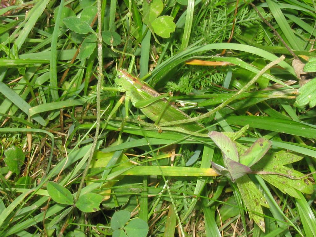 Phaneropteridae...? No. Tettigoniidae: Tettigonia sp., femmina