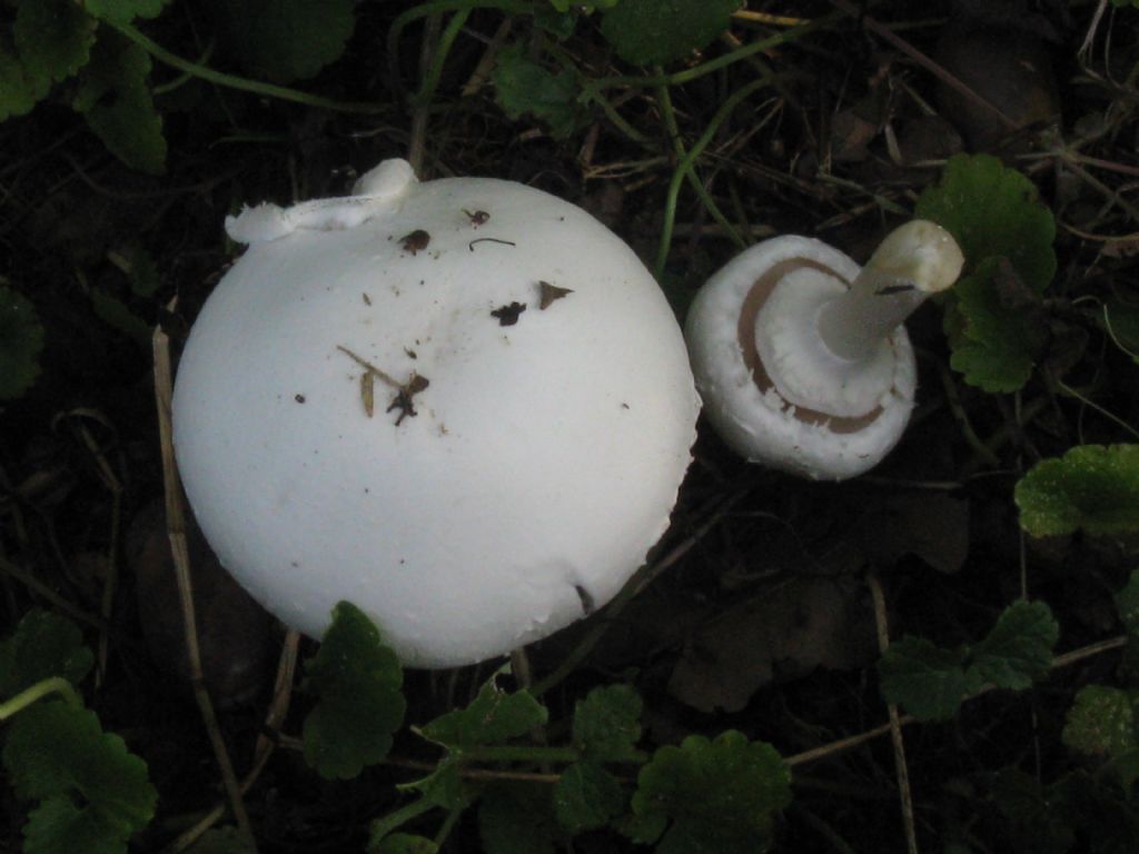 Agaricus leucotrichus?