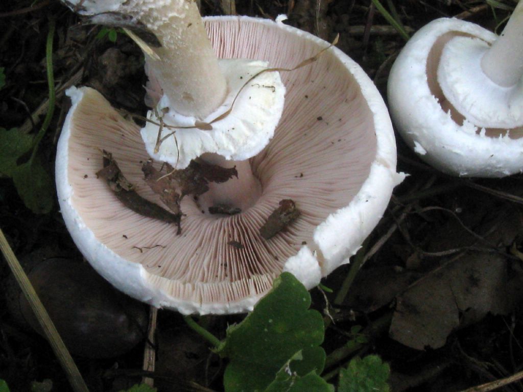 Agaricus leucotrichus?