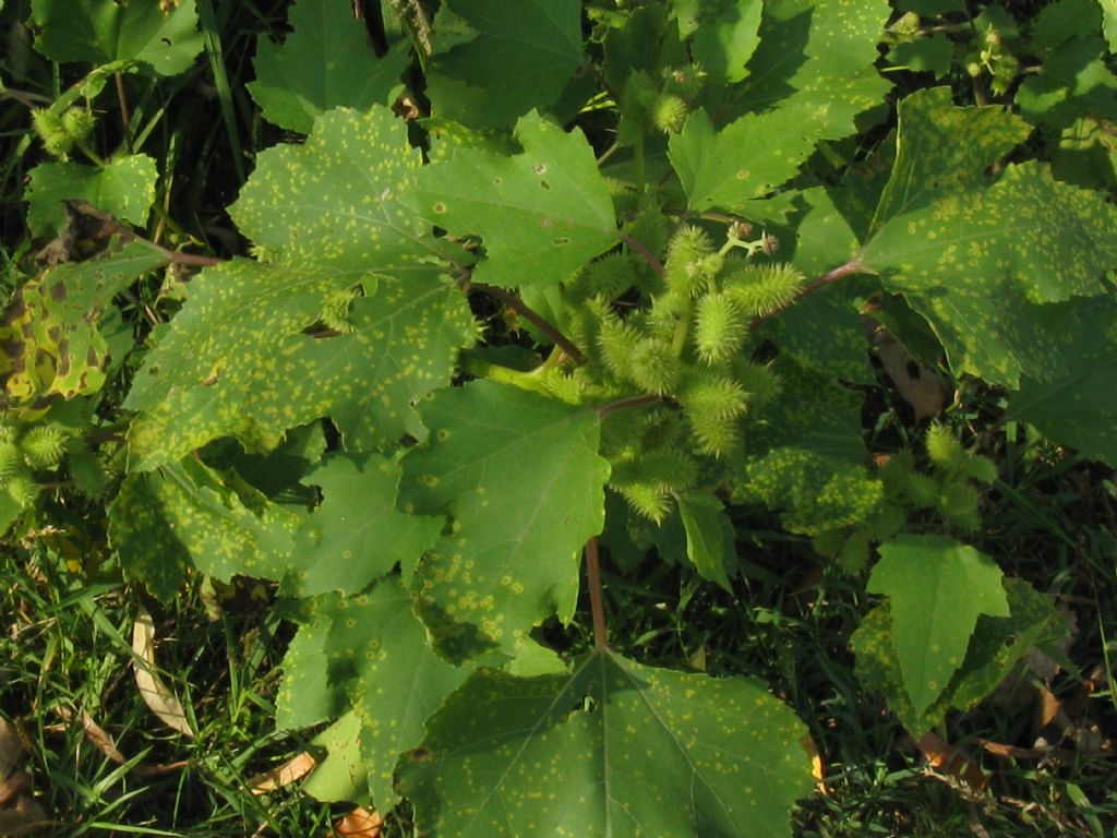 Xanthium italicum / Nappola italiana