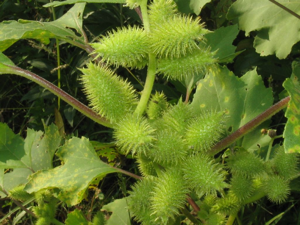 Xanthium italicum / Nappola italiana