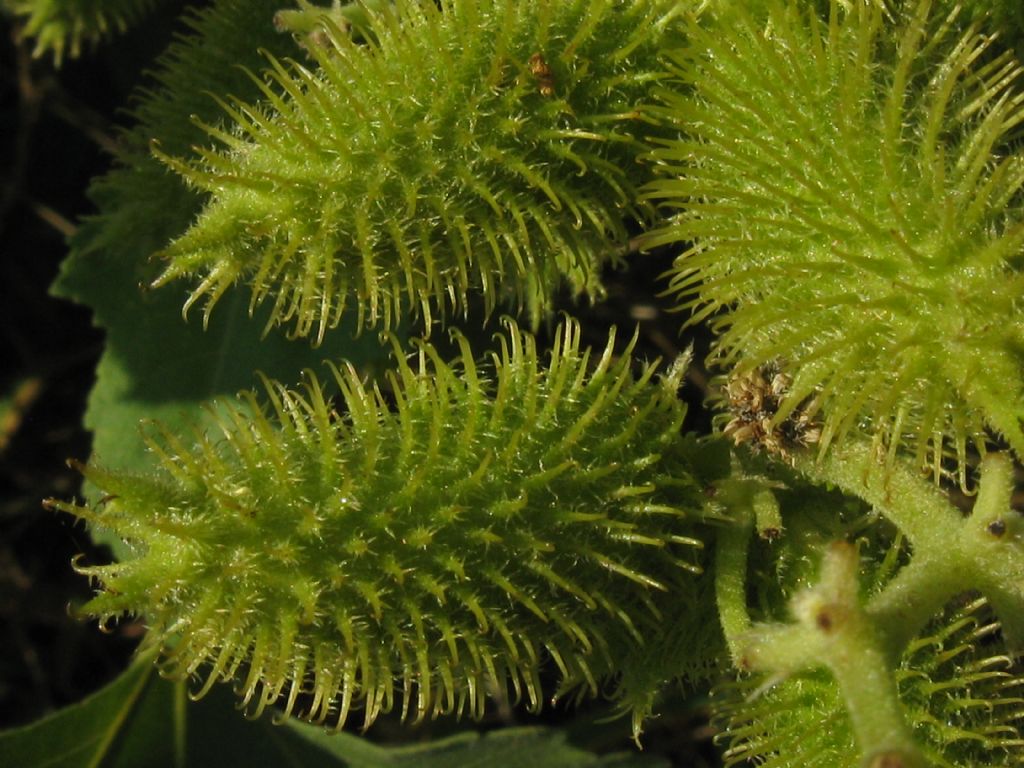 Xanthium italicum / Nappola italiana