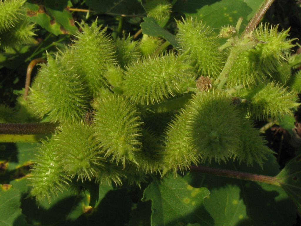 Xanthium italicum / Nappola italiana