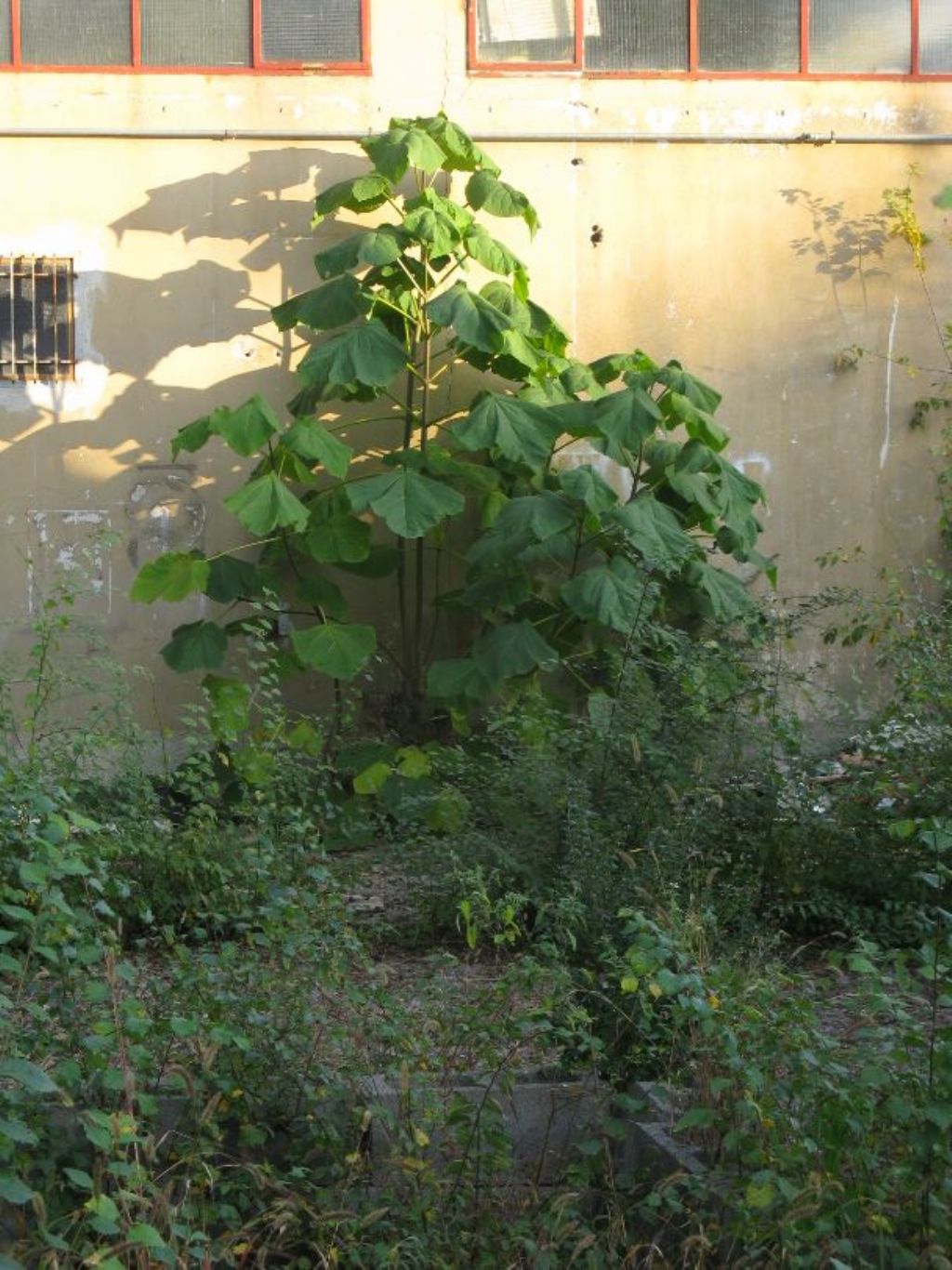 Paulownia tomentosa