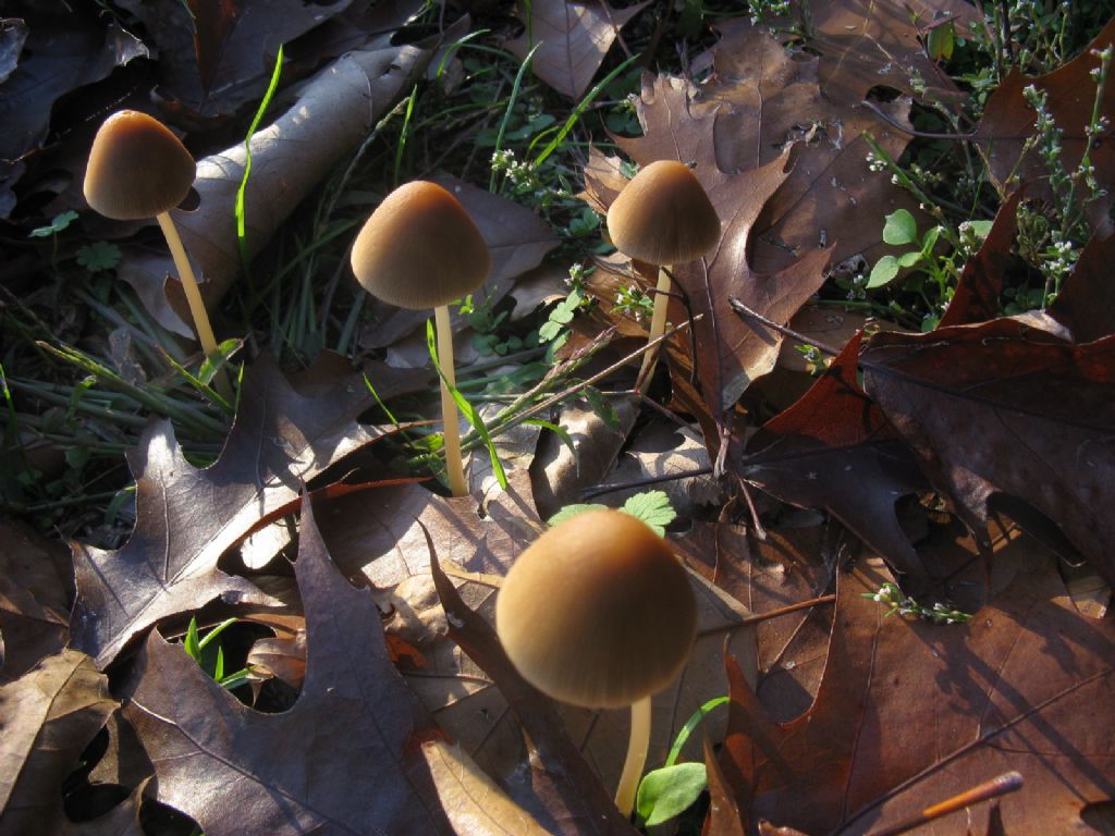 Psathyrella conopilea?