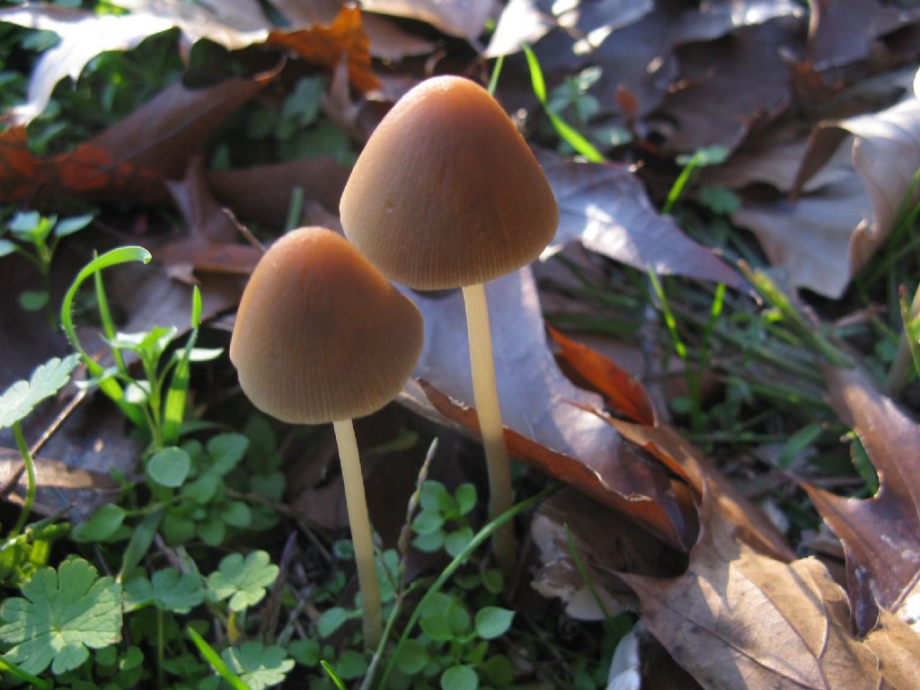 Psathyrella conopilea?