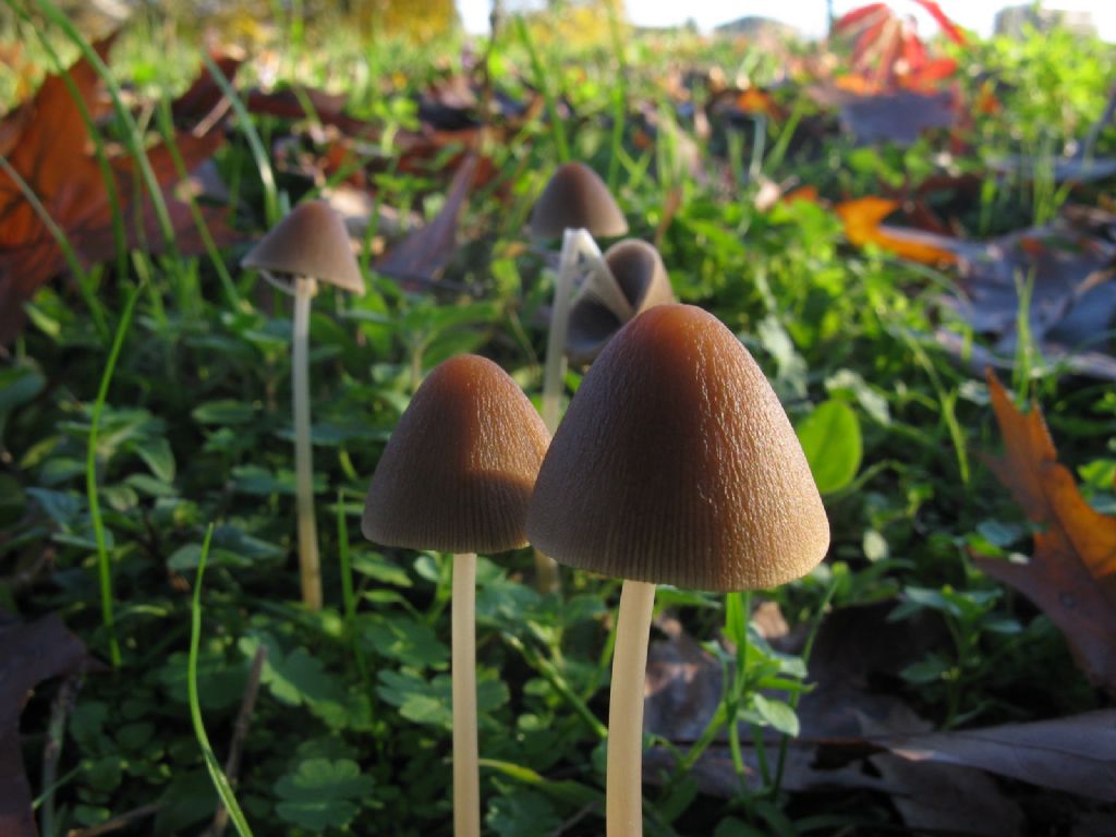 Psathyrella conopilea?