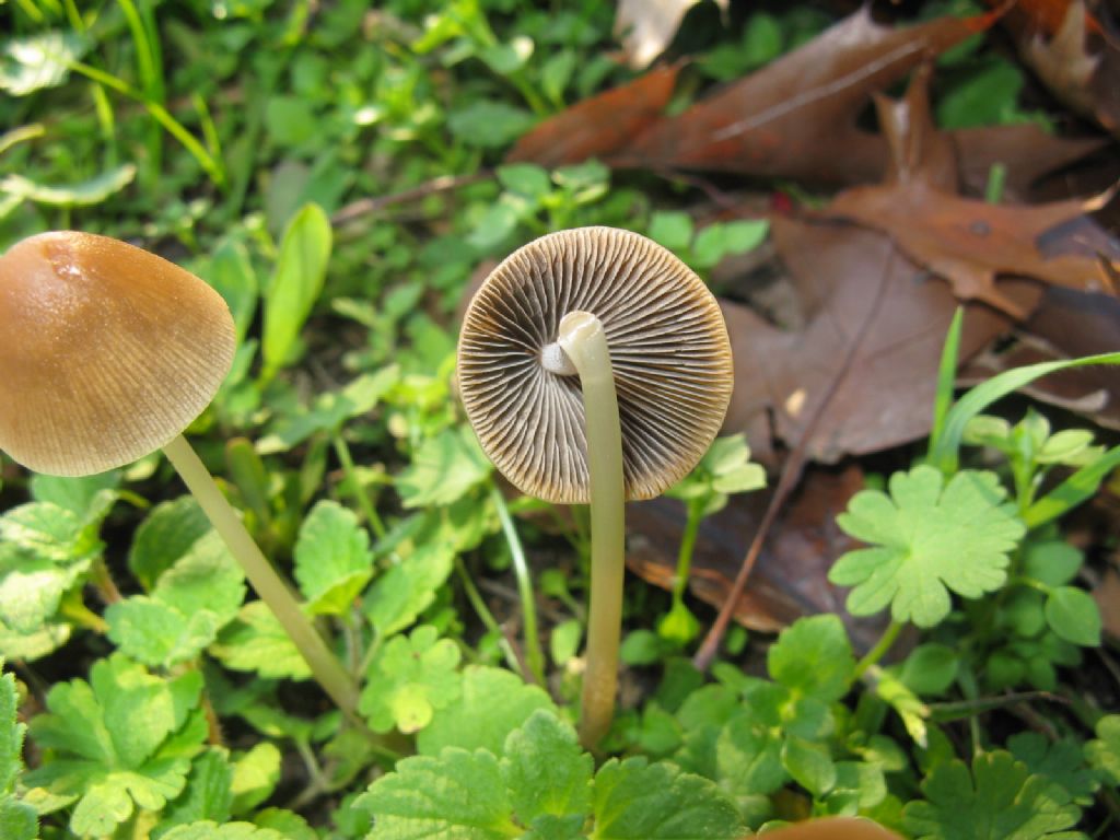 Psathyrella conopilea?