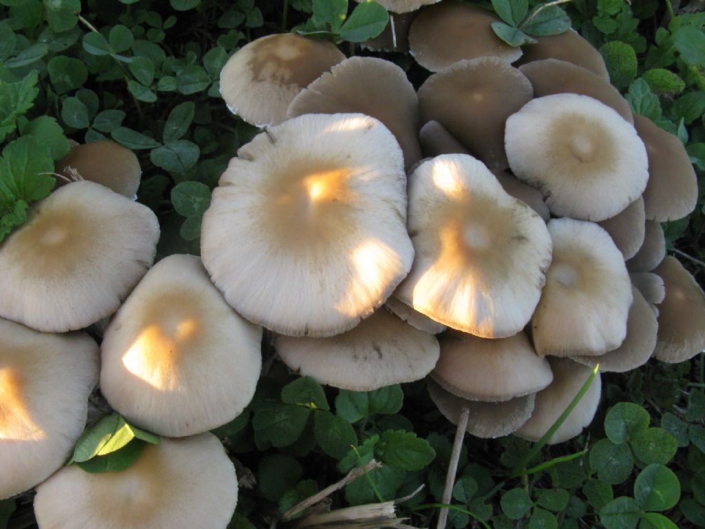 Funghi da ident. 4
