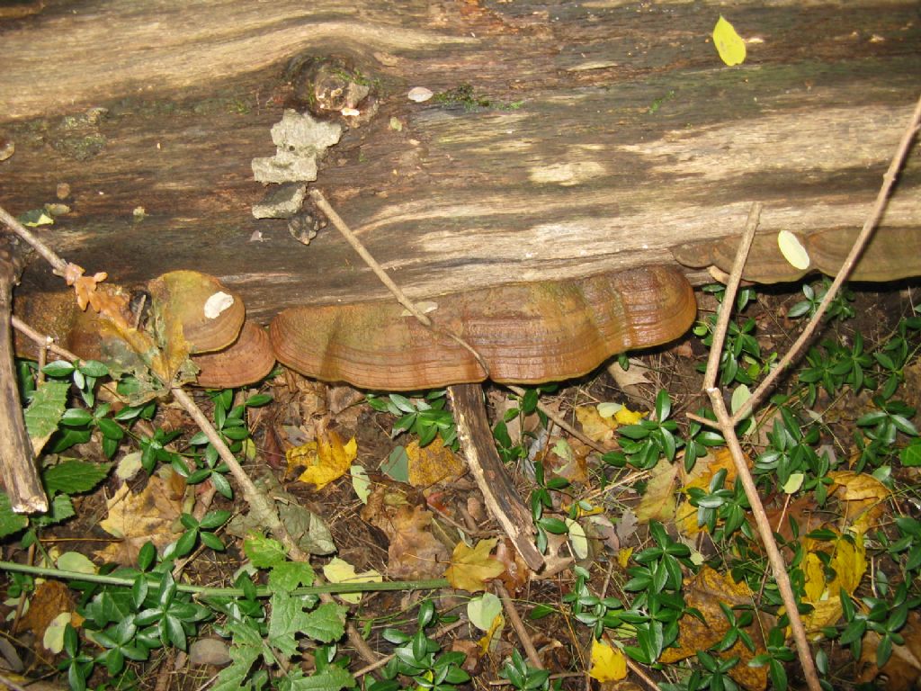 fungo lignicolo da ident. 3